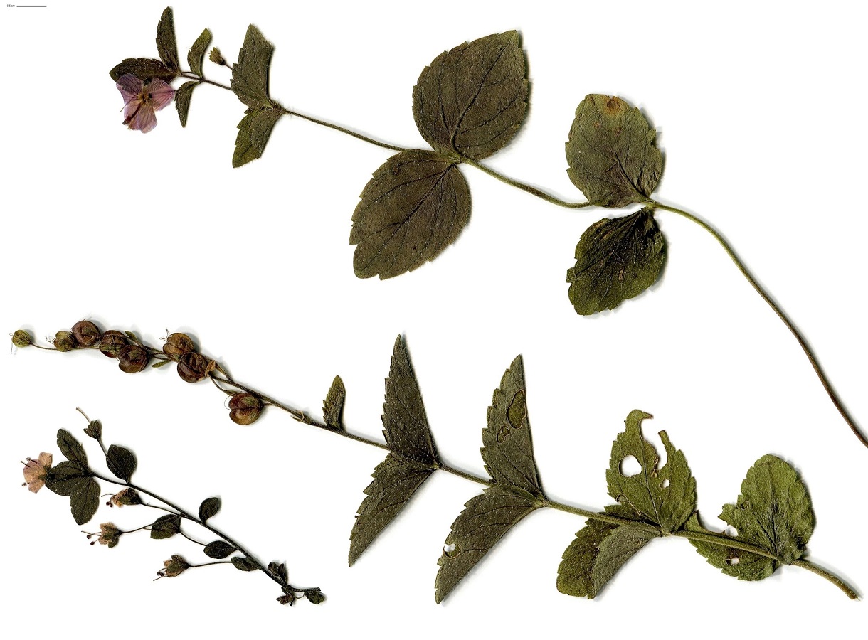Veronica ponae (Plantaginaceae)